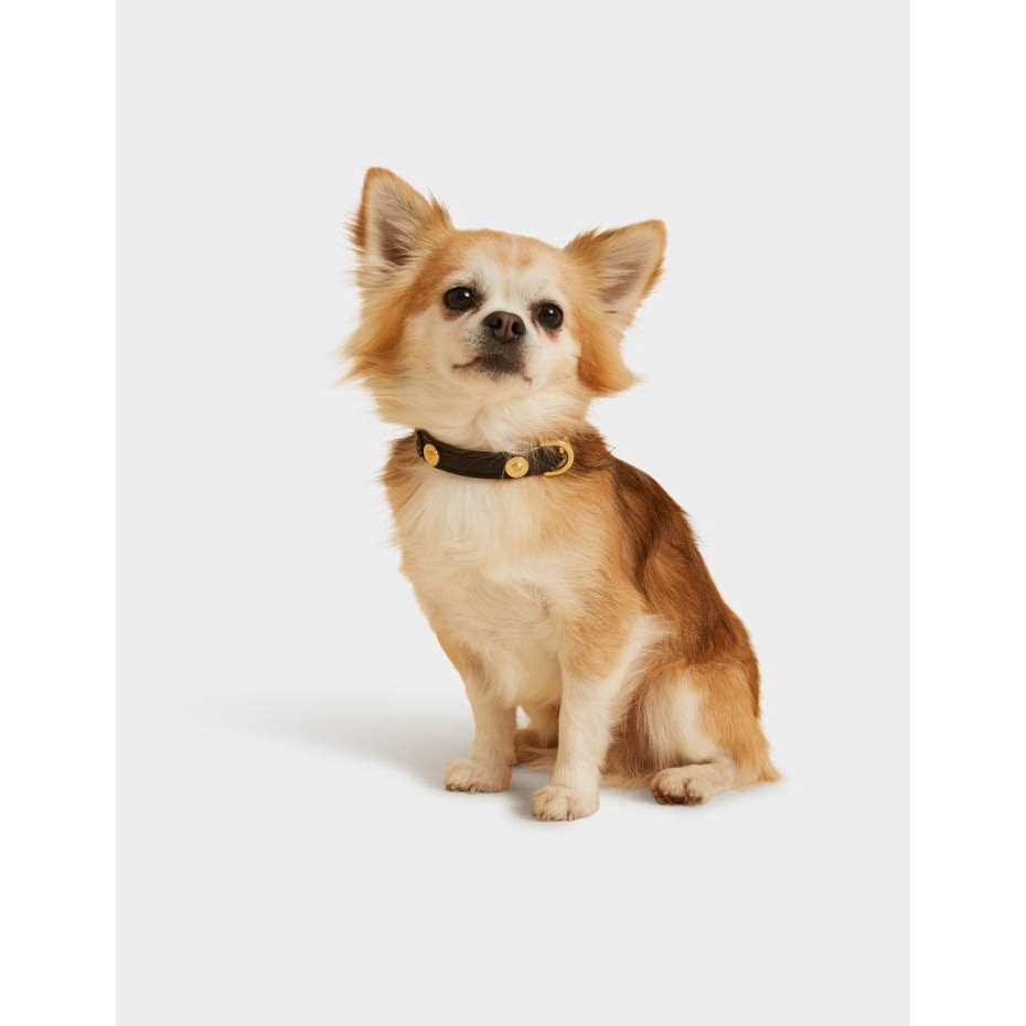 Small Pet Collar H46308