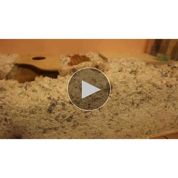Small Pet Bedding Extreme Odor Control O299722