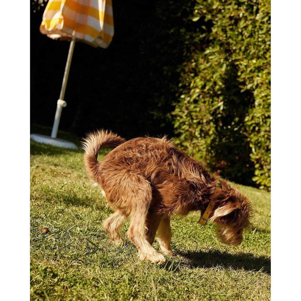 Probiotic Powder for Dogs B399