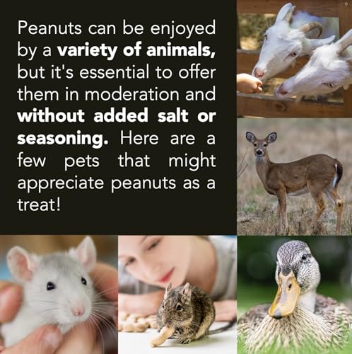 Raw Peanuts (12 LB Pail) A240