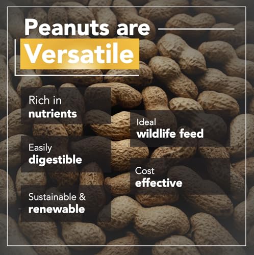 Raw Peanuts (12 LB Pail) A240