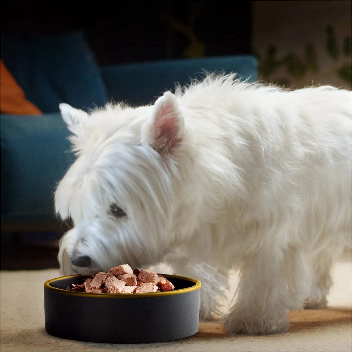 Filet Mignon & Porterhouse Steak Wet Dog Food 3.5 oz 36 ct E707