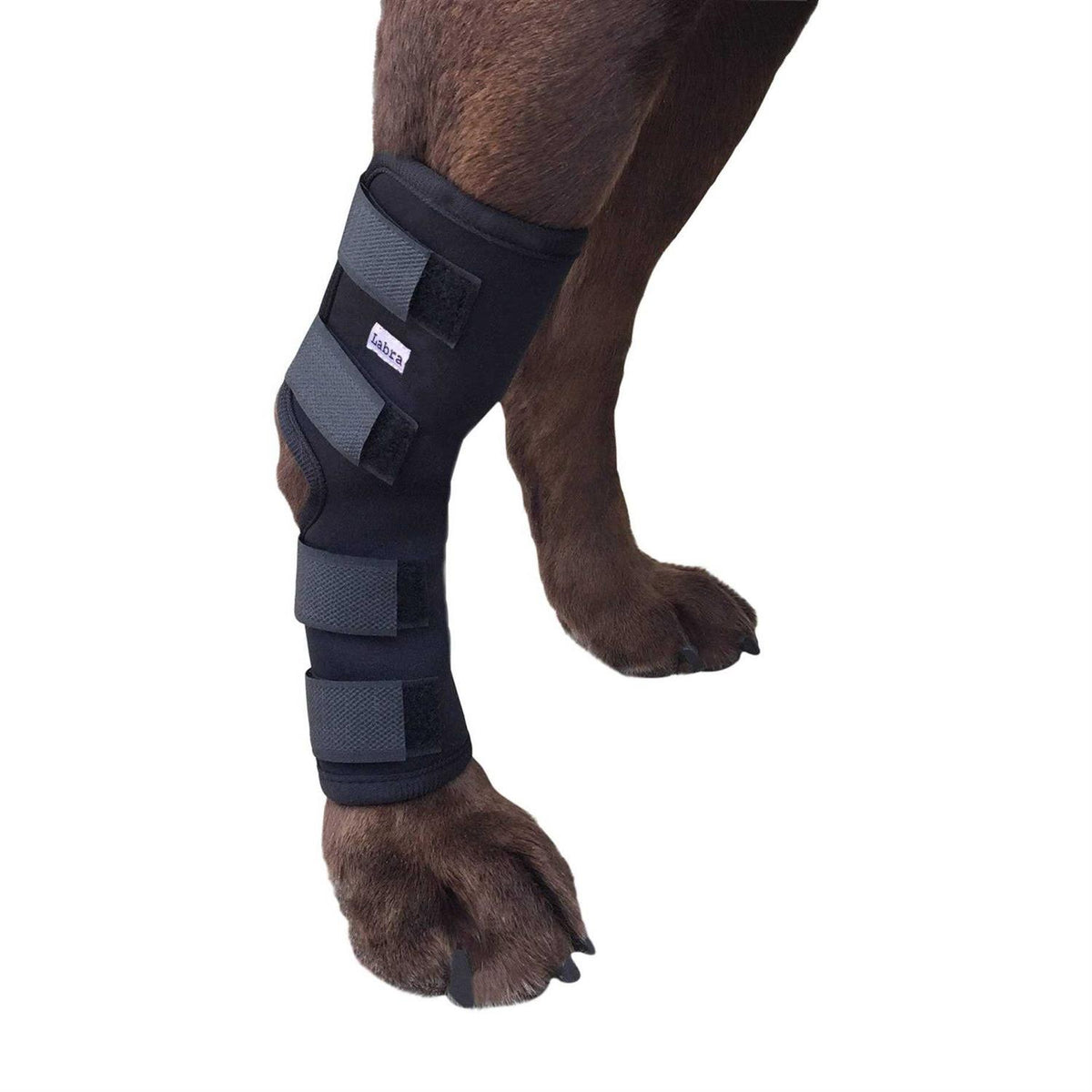 Dog Rear Leg Hock Joint Compression Wrap I27342