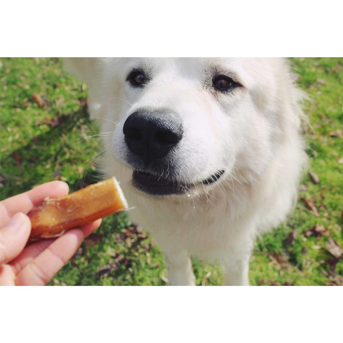 Bully Bites P33771