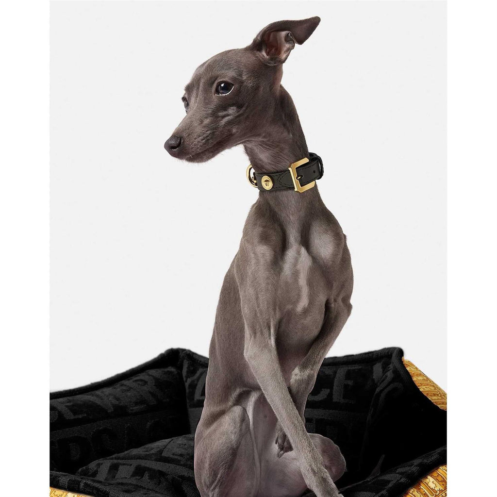 Small Pet Collar H46308